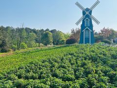 -铁山坪森林公园