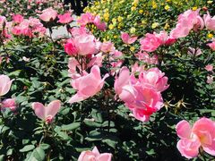 -人民公园(罗湖区)