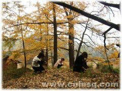 android_upload_pic-南雄冯屋银杏山庄