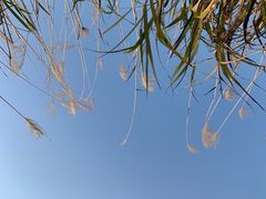 -白鹭湾湿地公园