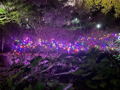 -金鸡山公园