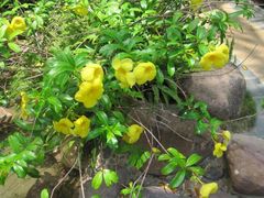 -三亚珠江南田温泉度假区