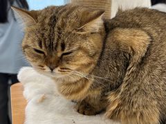 -共舞时光猫咖·狗咖(新街口店)