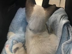 -艾贝尔宠物医院·狂犬免疫点(江山金象城店)