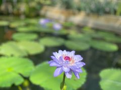 -国家植物园