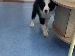 -博特宠物医院24h犬猫全科.骨科·异宠