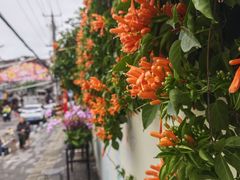 -溪岸路花鸟市场