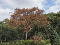 -潮府馆·非遗潮州菜·世纪公园(新国际博览中心店)