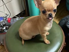 -康乐宝动物医院