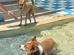 -爪吧宠物乐园 (温榆河示范区店)