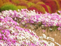 -花开海上生态园