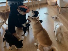 -柴犬小屋·柴餐厅·狗咖食堂(金鼎广场店)