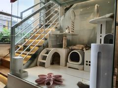 -喵喵咪呀布偶猫咖(春熙路店)