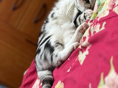 -纳吉亚猫专科动物诊疗中心(蒋宅口分院)