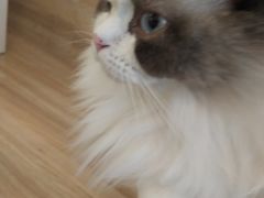 -滚猫咖啡·猫咖·猫友好撸猫(未来城店)