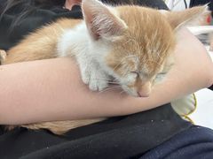 -贝康宠物医院·犬猫全科·小动物特色诊疗中心(东环路店)