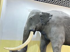 -国家自然博物馆