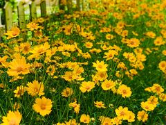 -前小桔亲子创意农场·草莓采摘·露营烧烤