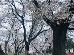 -井之头恩赐公园