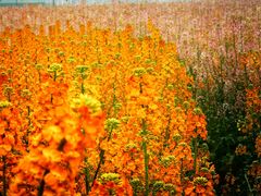 -中国天府农业博览园