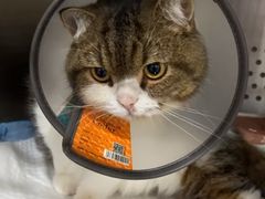 -艾贝尔宠物医院·24H转诊中心·肿瘤猫专科(江宁双龙店)