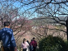 -香雪海