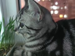 -瑞派长江宠物医院·猫科·外科·24小时夜护(谊城公寓分院)
