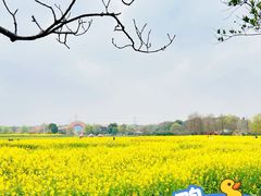 -广富林郊野公园