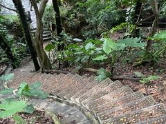-深圳仙湖植物园