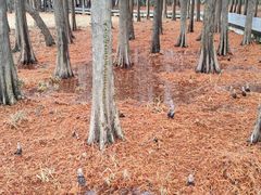 -溱湖国家湿地公园