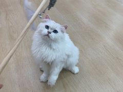 -1013 PET SHOP 宠物商店(近铁城市广场店)