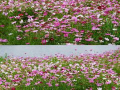 -洋湖国家湿地公园