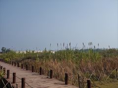 -西京湾花海