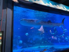 -烟台海昌鲸鲨海洋公园