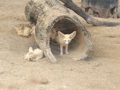 -深圳野生动物园
