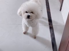 -萌宠之家·腊肠犬·马尔泰·小体犬舍