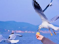 -海埂大坝