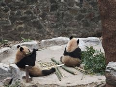 -都江堰中华大熊猫苑