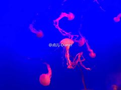 -新加坡海洋生态馆
