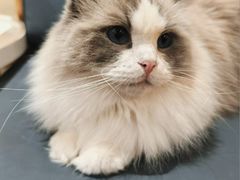 -滚猫咖啡·猫咖·猫友好撸猫(未来城店)