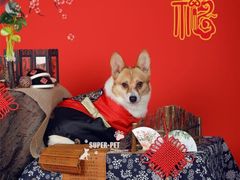 -超宠爱宠物摄影-Super pet