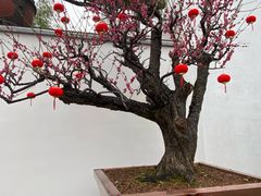 -龙华素斋(龙华路店)