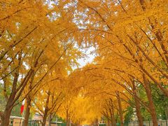 -三里屯东五街银杏大道