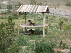 -新疆天山野生动物园