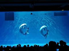 -芜湖新华联大白鲸海洋公园