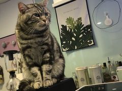 -平行世界·猫咖(首经贸店)