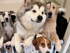 -有喵·猫咖·狗咖·40+猫狗有小奶狗(岗厦店)