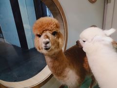 -藦茜花园宠物主题亲子互动体验馆(国顺东路店)