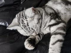 -瑞鹏宠物医院·骨科·猫科·内科(第一中心)