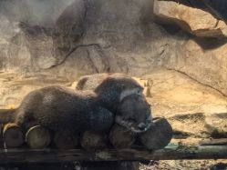 点击看大图 -Zoolung Zoolung动物主题公园(海信广场店)